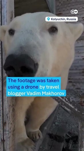 Polar bears take over abandoned Russian research station | DW News