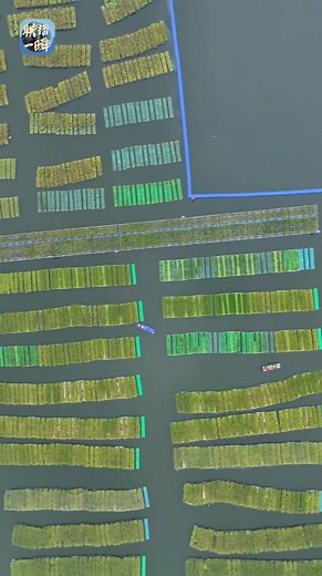 In central China’s Anhui, rice/fish farming is a brilliant innovation. Rice offers shade and shelter. Fish eat pests, loosen soil, oxygenate water, and fertilize the crop. Nature’s teamwork in one field. | Mao Ning Chinese Foreign Ministry Spokesperson 毛宁