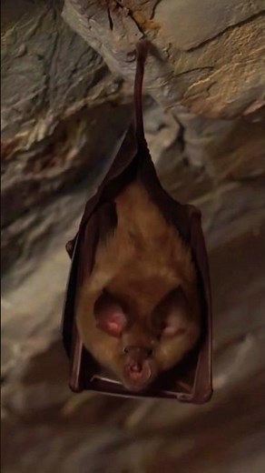 Bat Chirping Sound