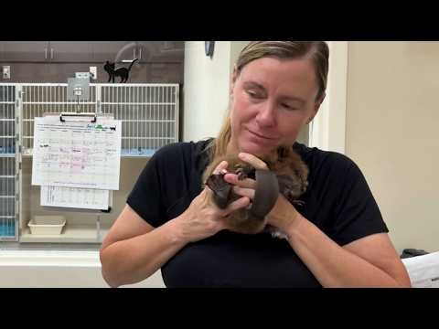 Baby rescue beaver vet visit footage