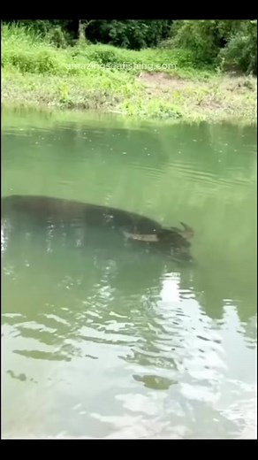 Water Buffalo Swimming - River to Sea