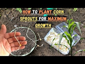 How to Plant Your Corn Sprouts for Maximum Growth 🌽🌿#corn #popcorn #gardening #gardeningtips #seeds
