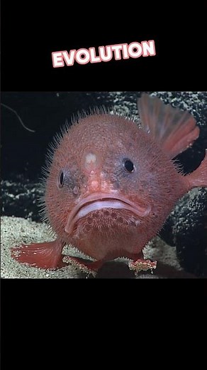 The Modern Synthesis of Evolution #science #biology #animals