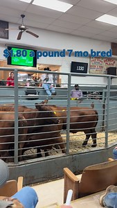 Beautiful red Angus cows 7 months bred brought 1.80 a pound . 🔥💵 | Christian Lattouf