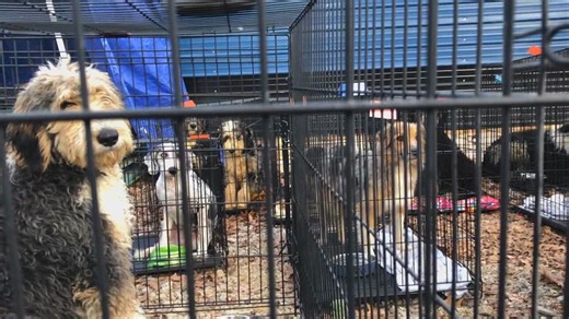At least 70 dogs rescued from Ohio puppy mill