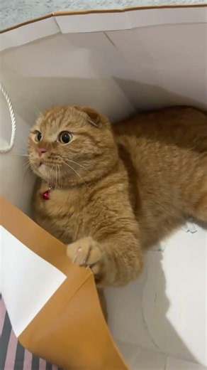 😹 장난꾸러기 고양이의 하루