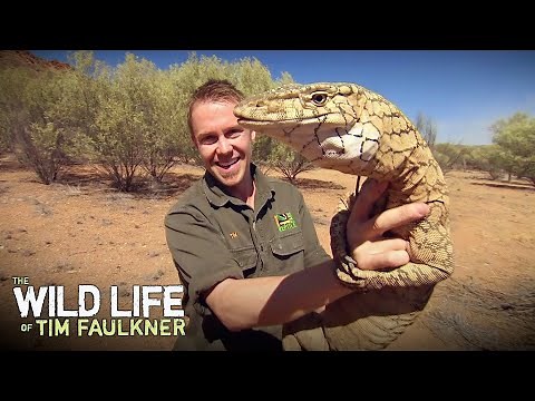 Just a Regular Sized Lizard Found in Outback Australia | Full Episode | Wildlife of Tim Faulkner