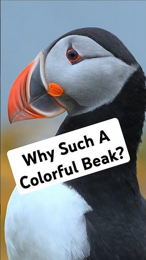 Puffins: Why Such Colorful Beaks? #wildlife #nature #explore