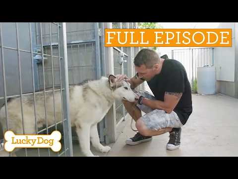 Rescue Dog Helps Anxious Teen Find Peace | Full Episode S4 Ep17
