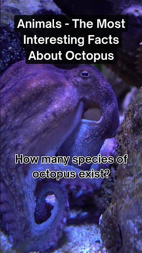 How Many Types of Octopuses Are There?