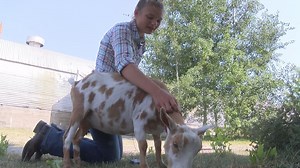 4-H competitors learn life lessons