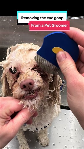 The Best Handle for Dog Grooming
