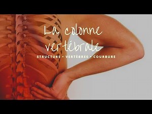 La structure de la colonne vertébrale #1