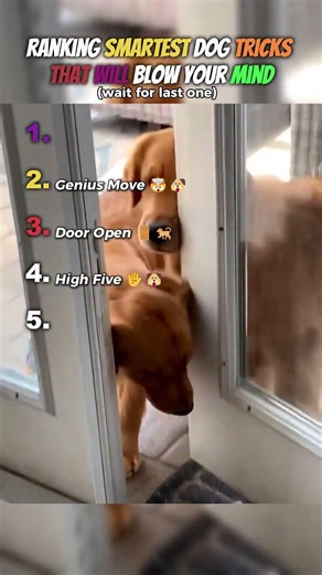 🐶 Ranking Smartest Dog Tricks 🤯 || #dogtricks #smartdogs ‪@RankSpotforyou‬