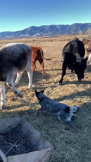 Australian Cattle Dog Herding Cows on the Farm