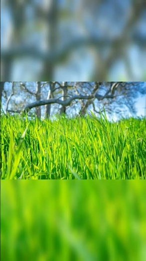 The hidden beauty of grass in the rain.#microscope #nature #grass