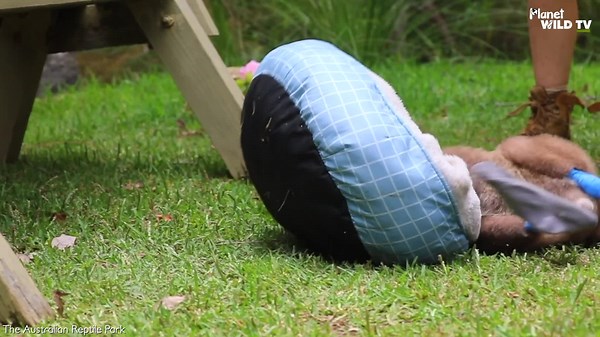 Boxing Clever: Kangaroos Like You’ve Never Seen Before