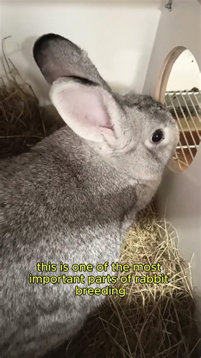 Rabbit Nest Box Preparation Real Breeding Doe