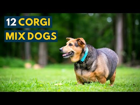 Corgi Mix Dogs: 12 Popular Corgi Mixes that are Irresistibly Cheeky & Cute!