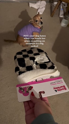 Rescued Chihuahua's Heartwarming Transformation from Neglect to Love