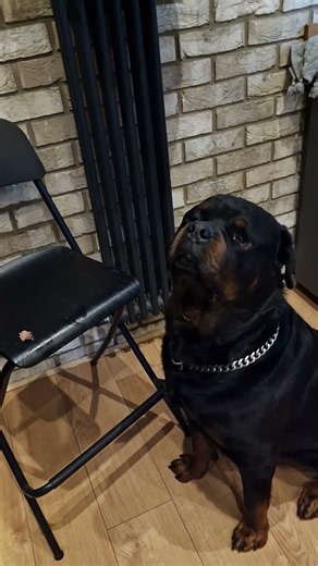 Rottweiler Positive Reinforcement Training