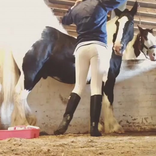 grooming a horse in white jodhpurs #ridingboots #tightpants #skintight #ridingpants #ridingoutfit #jods #jodpurs #jodphurs #jodhpurs #ridinggear