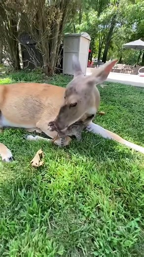 Buttons and Monkey💕 #deer #cat cute #fyp | cat