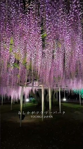 Ashikaga Flower Park Wisteria Japan 🌸 160 Year Old Tree Night Illumination #wisteria #japantravel
