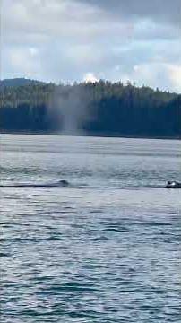 Whale Watching in Juneau, Alaska 🐋 | Incredible Humpback Whale Sightings