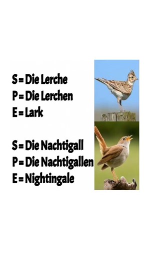 Lerne jeden Tag deutsche Vokabeln! #deutschlernen #deutschkurs #einfachesdeutsch