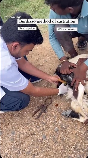 వొట్టకొట్టడం | Burdizzo Castration #goatfarm#sheepfarming#MekalaVyavasayam #macherlasheep