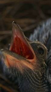 3.5M views · 58K reactions | Let the food coma countdown begin 襤 With chicks this hungry, it's a good thing this mama roadrunner moves at a top speed of 20 miles per hour. | National Geographic Animals | Facebook