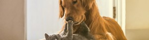 Navigating the Companion Animal Sector: Pet & Animal Health Investment - Lincoln International LLC