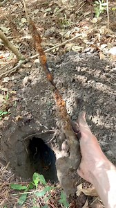 I found a 160 year old bayonet buried 2 feet underground! #digging #metaldetecting #history #explore | NCDiggins