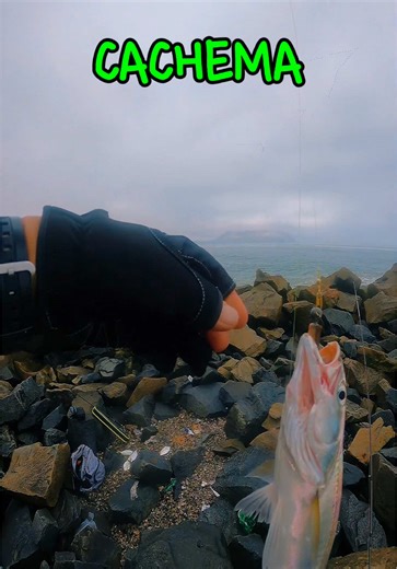 Pesca de CACHEMA en la modalidad spinning ligero.#pescaesportiva #rockfishing #spinning #ayanque