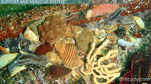 Invertebrates: Organ Systems & Reproduction