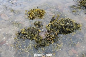 Seaweed Videos, Download The BEST Free 4k Stock Video Footage & Seaweed HD Video Clips