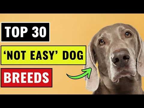 Top 30 Dog Breeds You Should NEVER Get If You Want an Easy Life