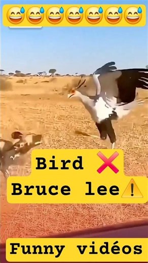A bird attacks a hyena Bruce Lee-style and knocks it out!"