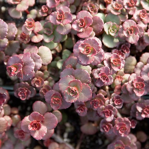 Sedum spurium Voodoo, Stonecrop | High Country Gardens