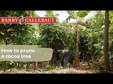 Why it Matters How to Prune a Cocoa Tree | Barry Callebaut
