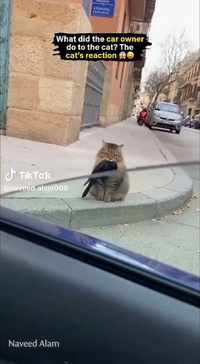 Angry Street Cat vs. Car Owner