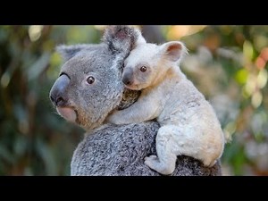 Koala Chronicles A Peek into their Live