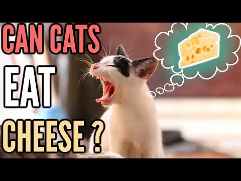 Is Cheese Bad For Cats? | Can Cats Eat Cheese?