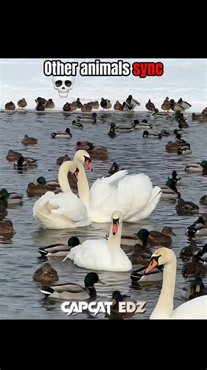 LYX (@lyx_927)’s videos with 原創音樂 - LYX