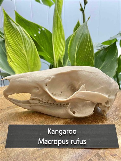 Life-size Kangaroo Skull Replica: Bone PLA  Educational Display - Etsy