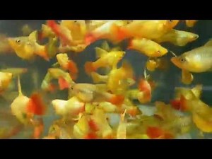 Platy Variatus Multicolor Hi-fin ML (ref: 245)