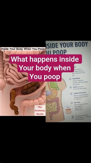 What Happens Inside Your Body When You Poop ｜ Digestive System ｜ Anatomy
