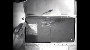 How Did Frogs Evolve?