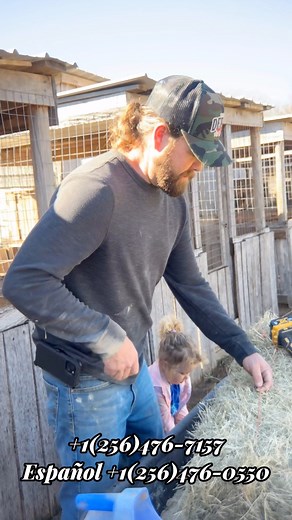 Getting the brood pens freshened up #boneyardfarm#calforinagamefowl #texasgamefowl #gamefowllife#gamefowlbreeder #farmlife#gallofino #rancho#sweater #usa #farm #chickens#gamefowl | Boneyard farm